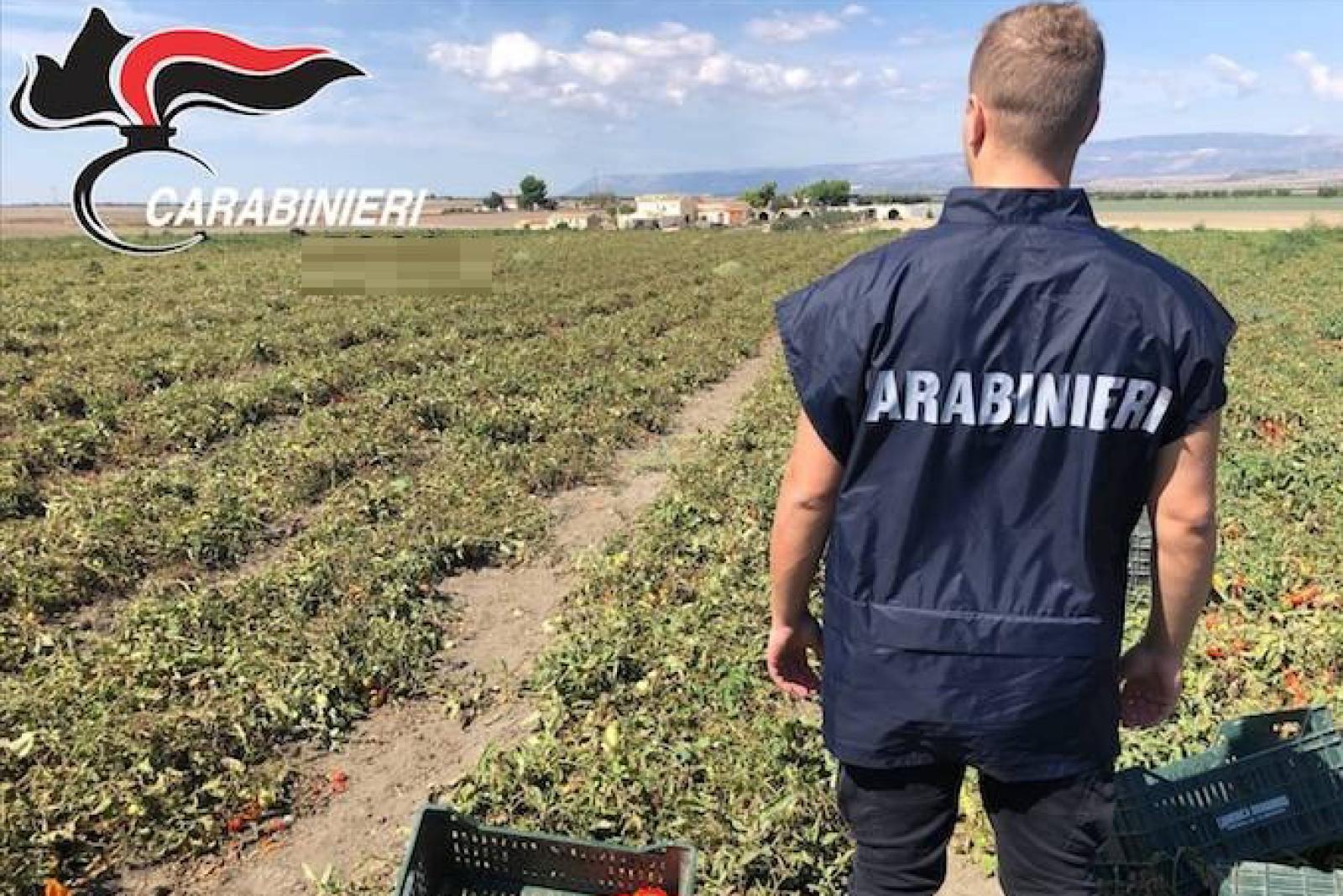 Mistero a Sossano: bracciante liberiano scompare e viene ritrovato morto in un campo di mais