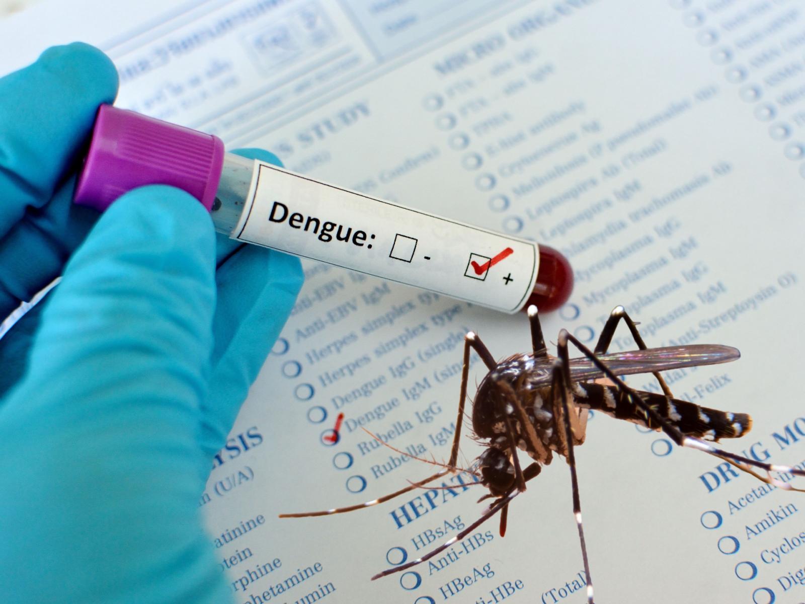 Dengue a Padova: scatta la disinfestazione straordinaria per il secondo caso confermato nel 2025