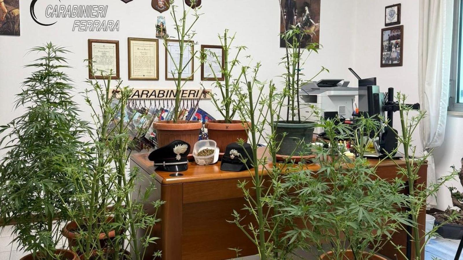 Lite tra vicini a Pontelagoscuro svela una serra di marijuana: arrestato un 59enne