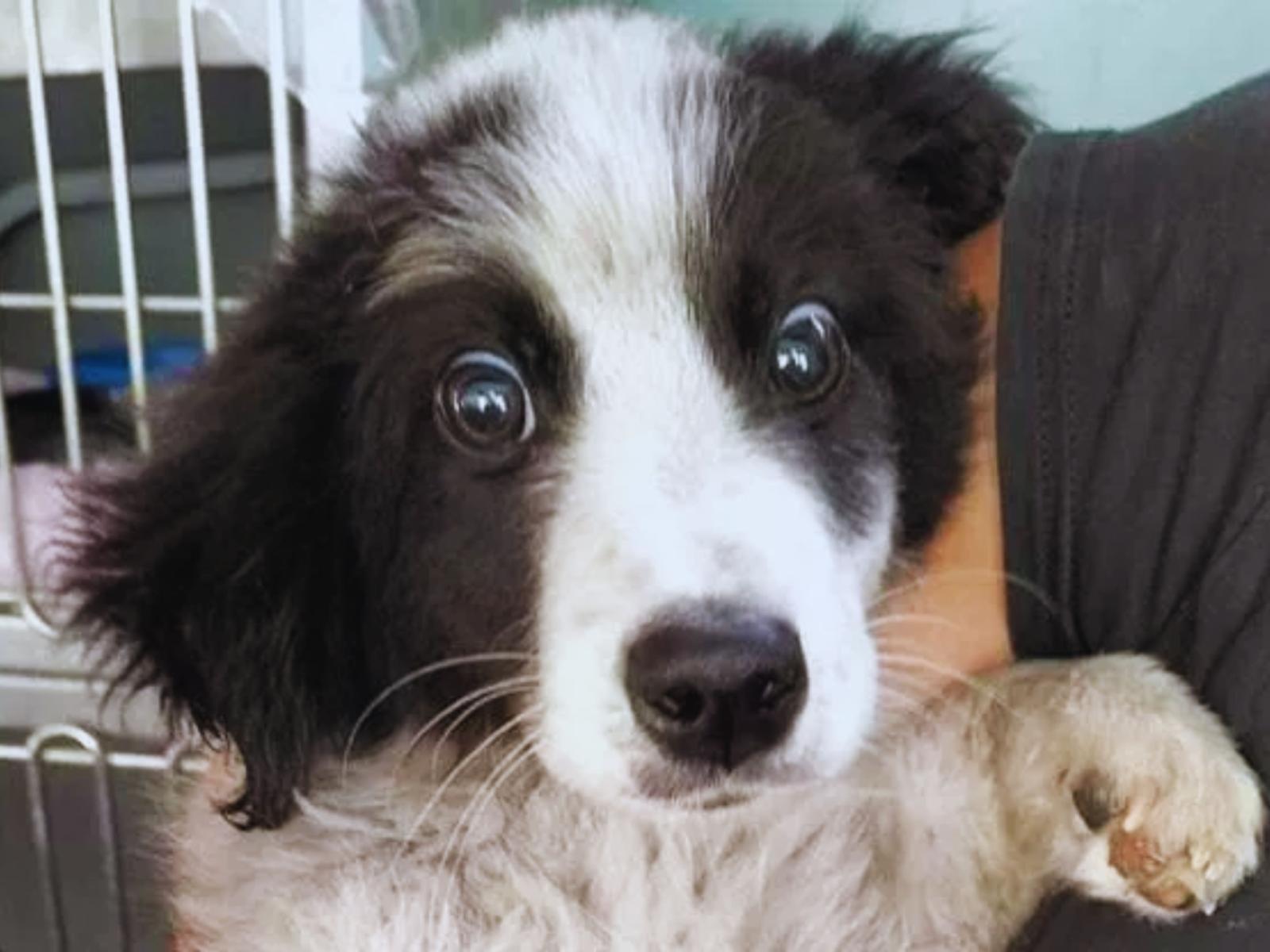 Un cucciolo in cerca di speranza: la storia di Stewie, il cane ipovedente abbandonato a Roma