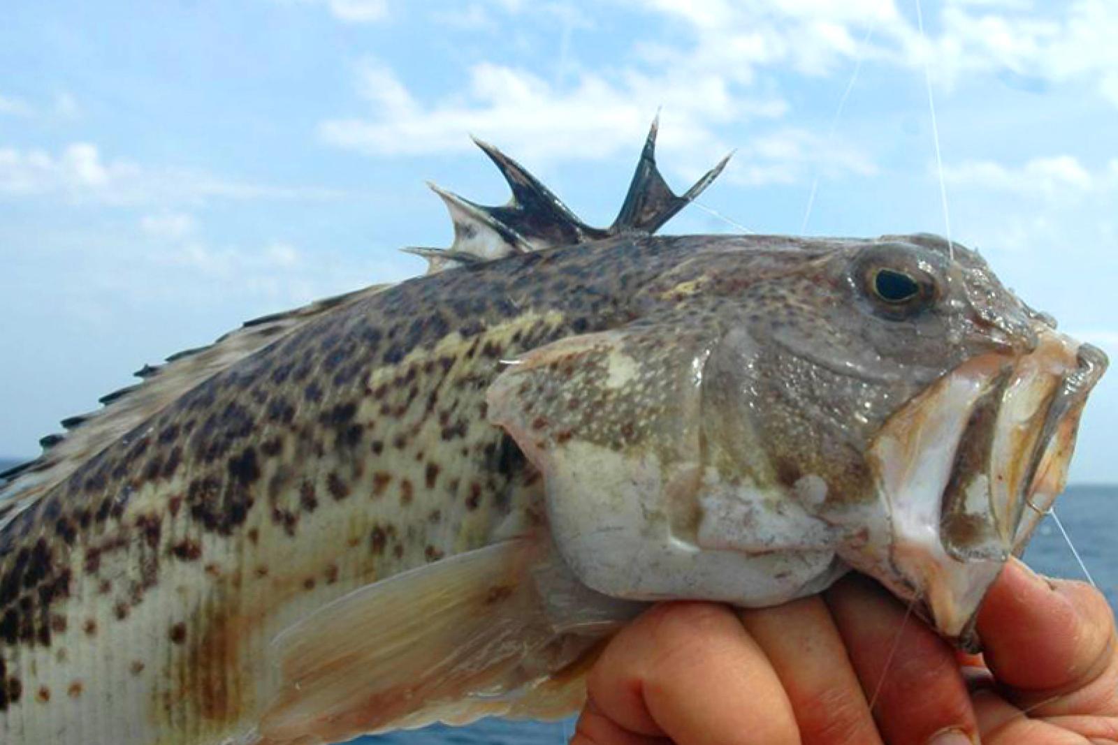 Allarme tracine al Lido di Jesolo: come affrontare le punture del piccolo pesce velenoso