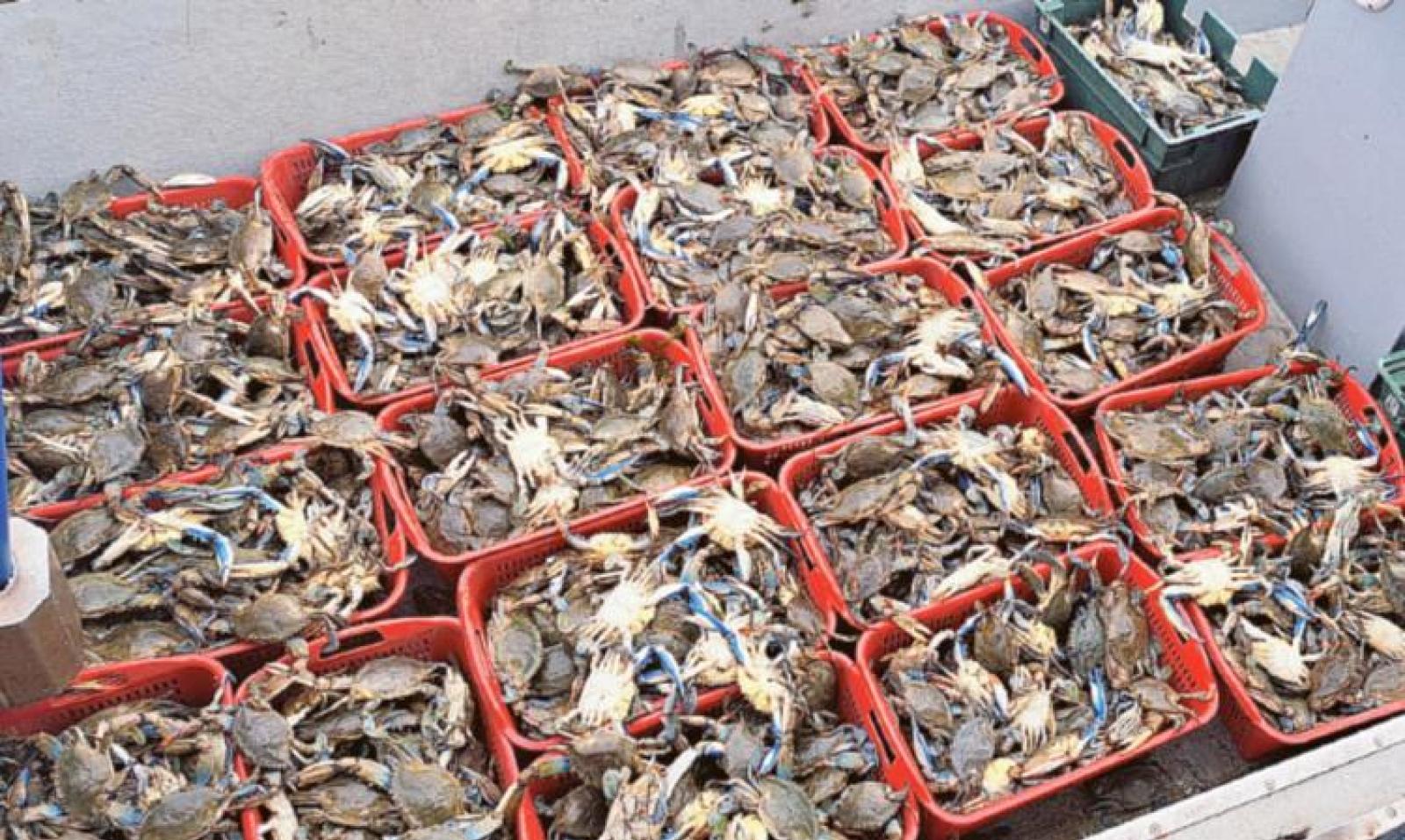 Granchio blu: a Dubai lo cercano