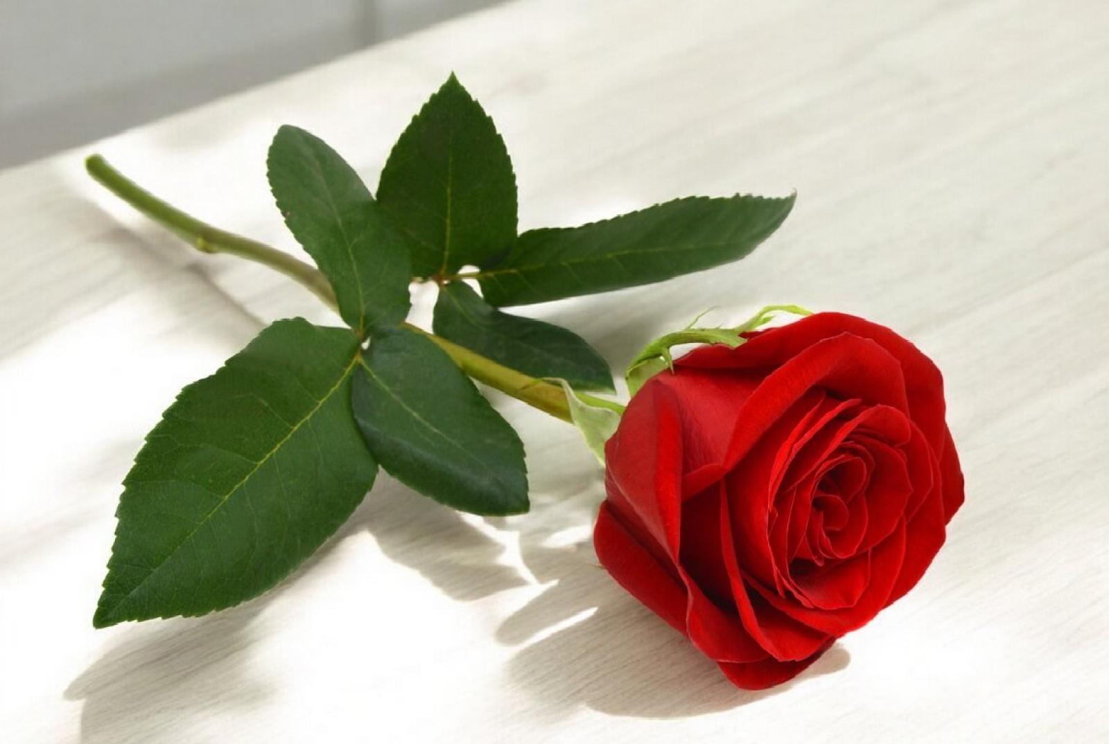 Una rosa da cinquemila euro: il caso che divide Mogliano Veneto