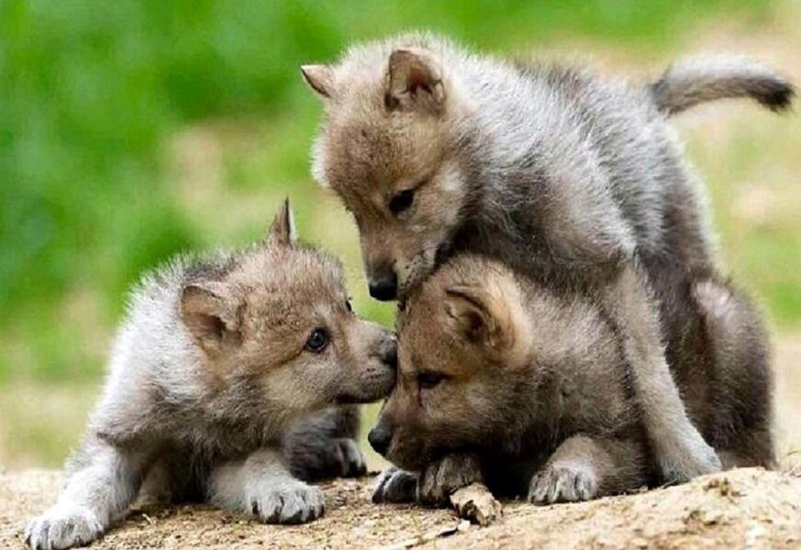 Lupi in movimento: avvistamenti e convivenza nel ferrarese