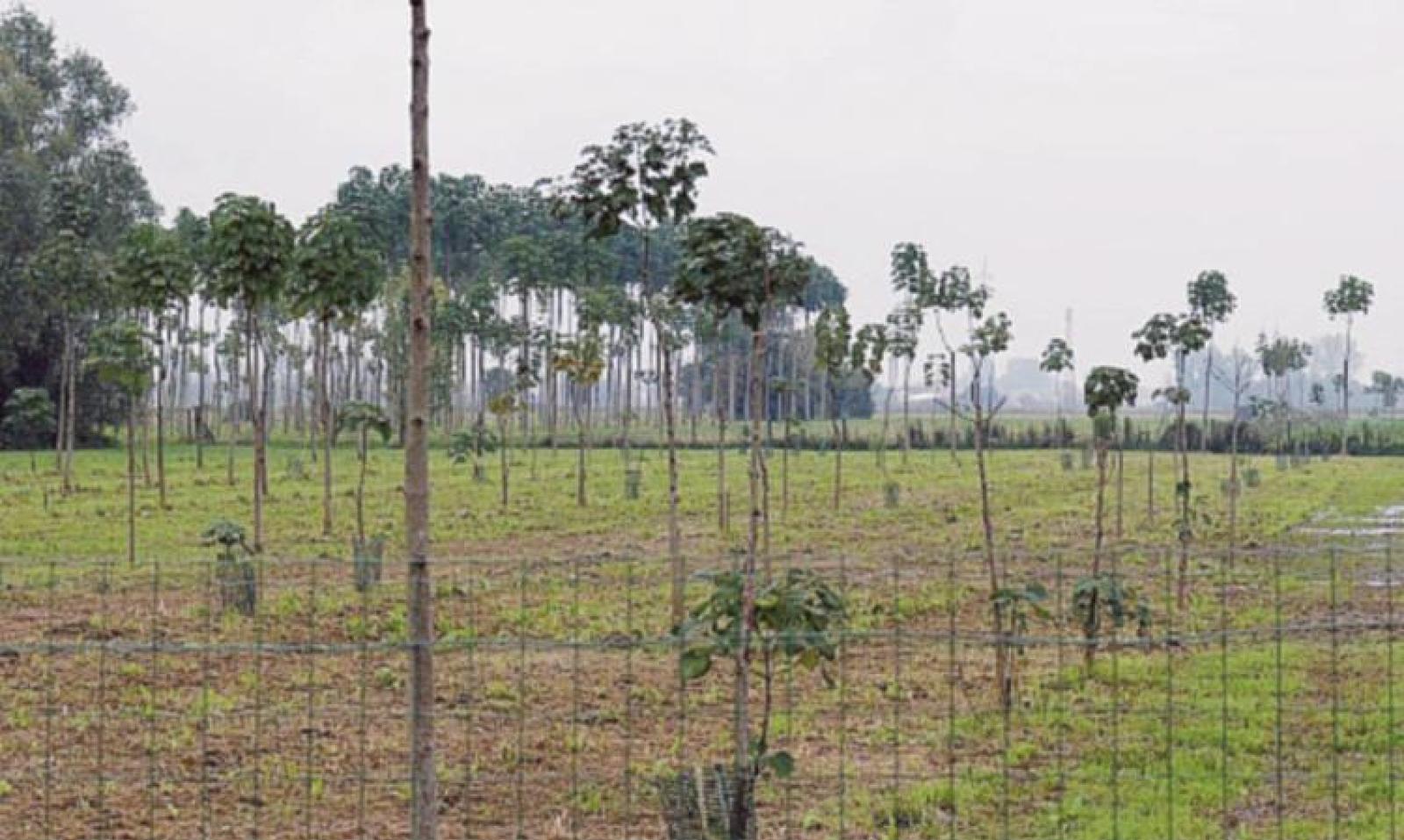 &ldquo;Alberi in pianura&rdquo;, s&igrave; del Comune