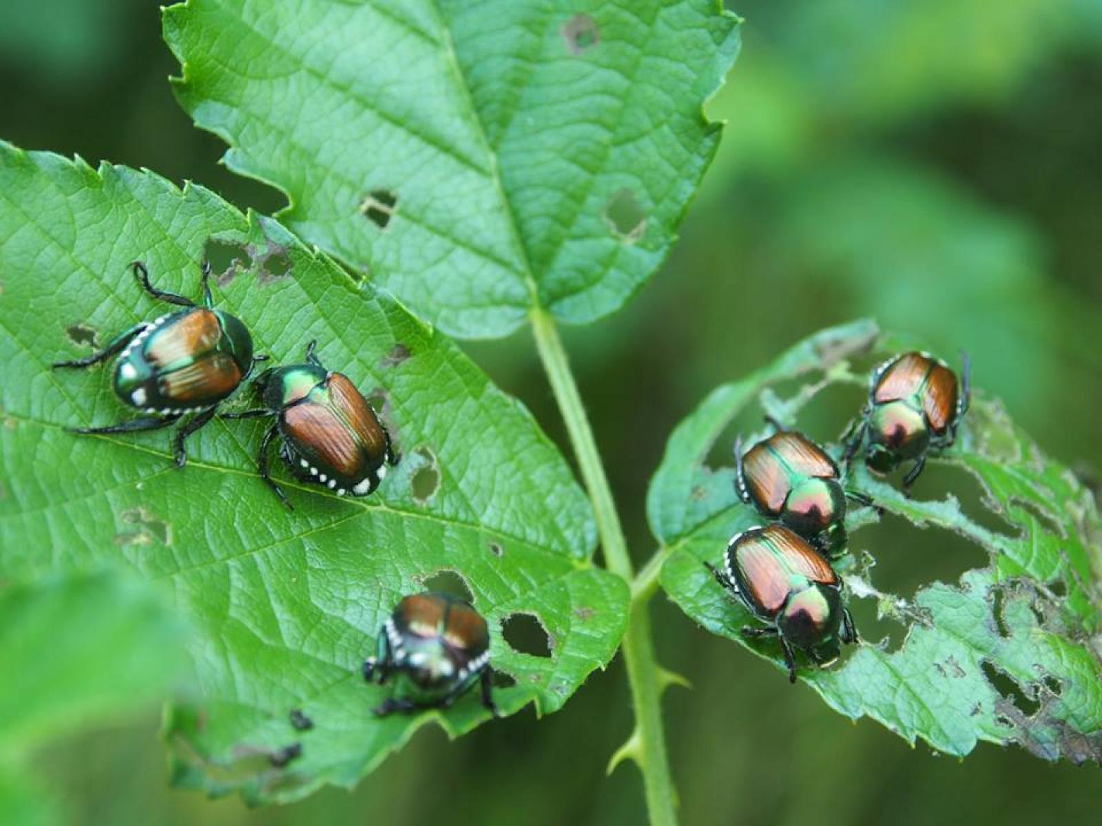 Allarme nel Veronese: il coleottero giapponese minaccia vigne e colture locali