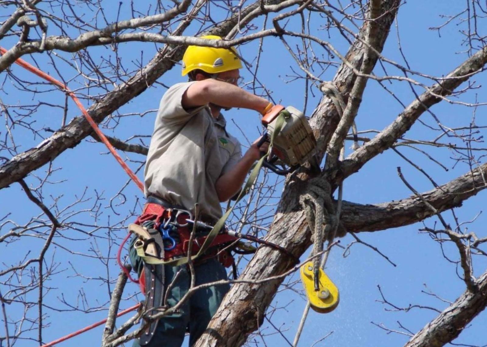 Potature e via un albero morto