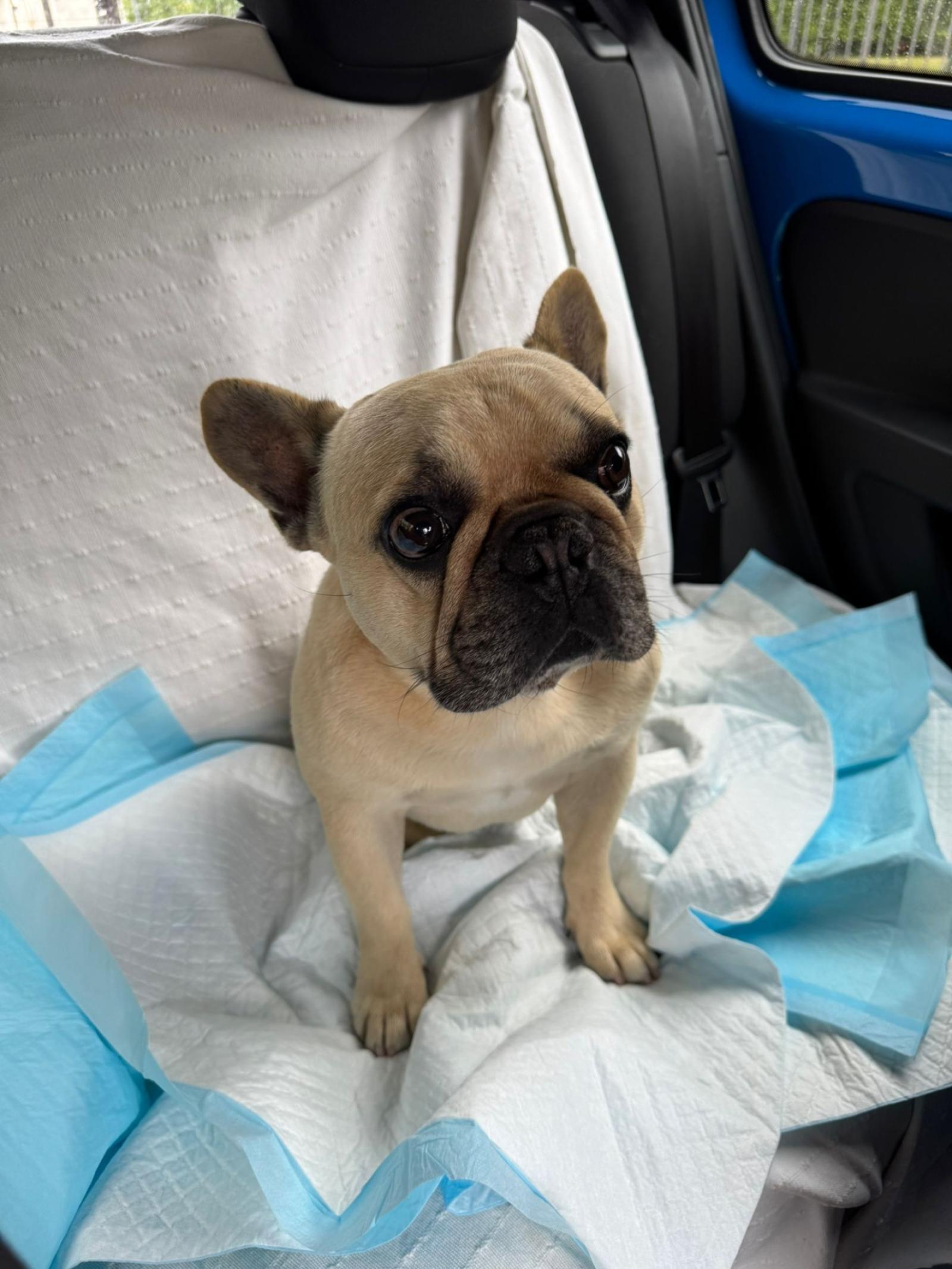 Trovato un cagnolino smarrito: &egrave; caccia al proprietario