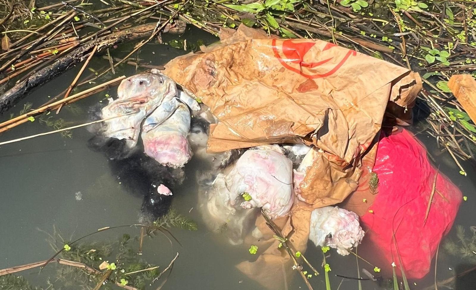 Orrore sul canale,  gattini chiusi in un sacco e lasciati a morire