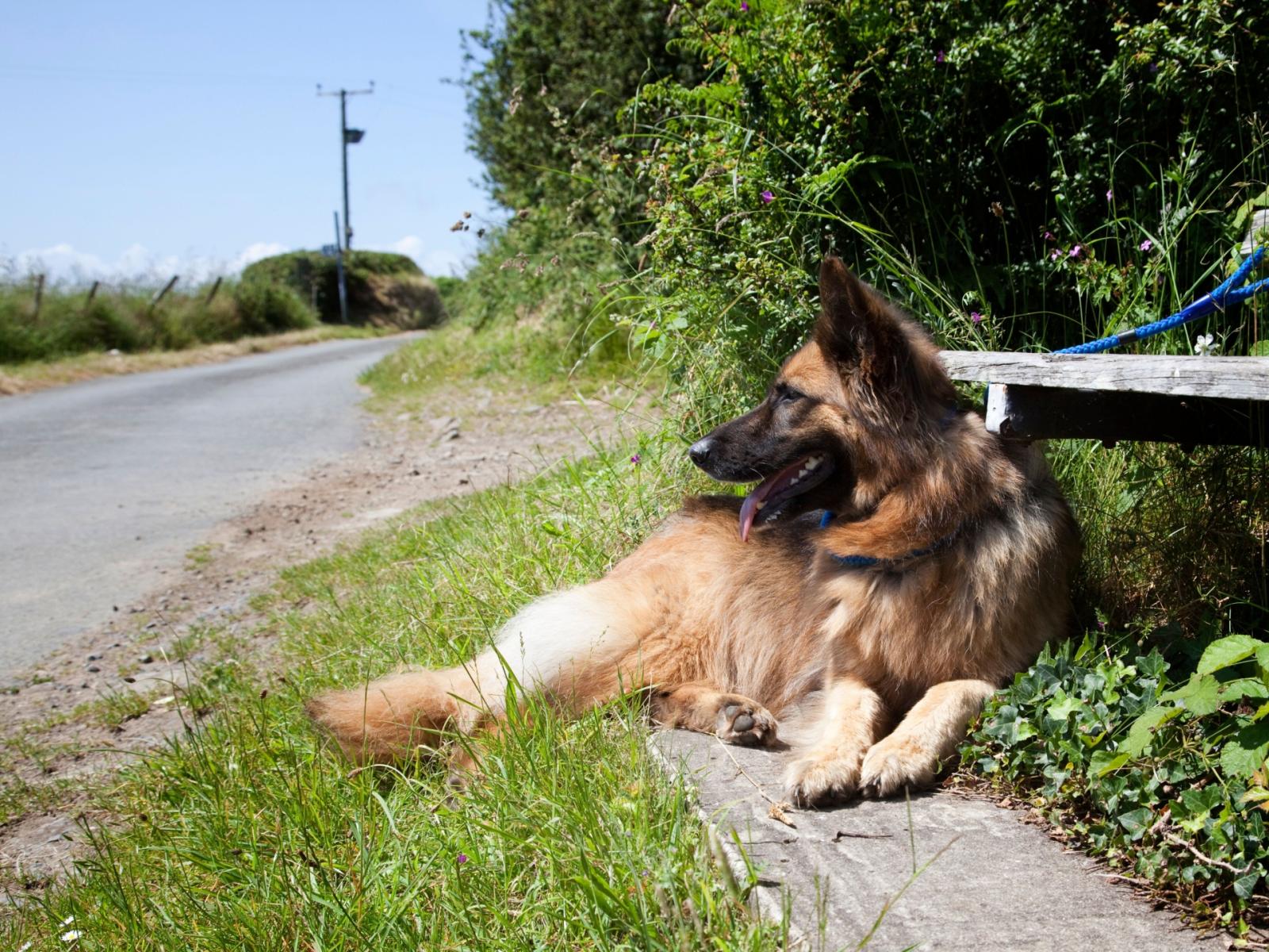 Estate di abbandoni: come aiutare gli animali in difficolt&agrave;