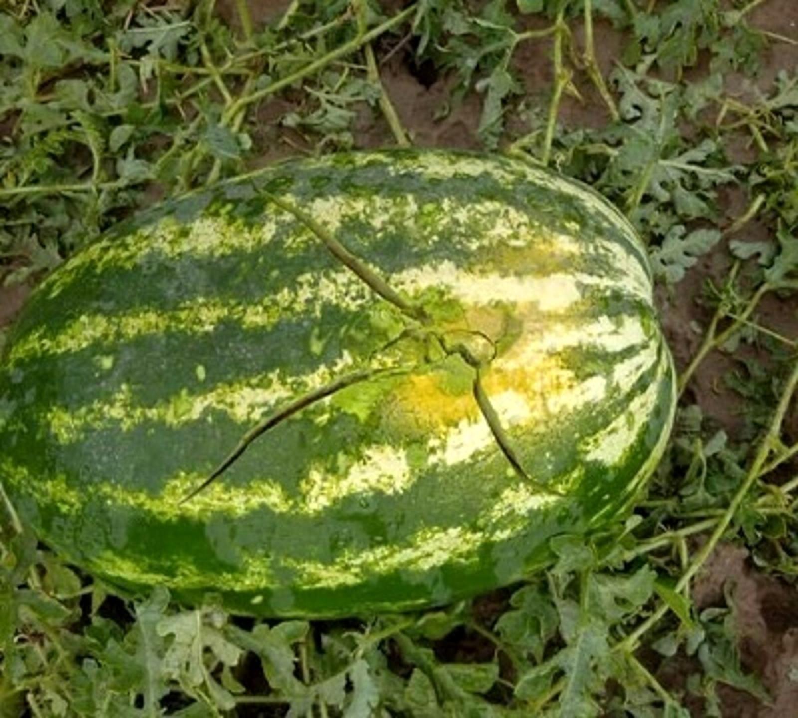 Vandali scatenati distruggono campo di angurie