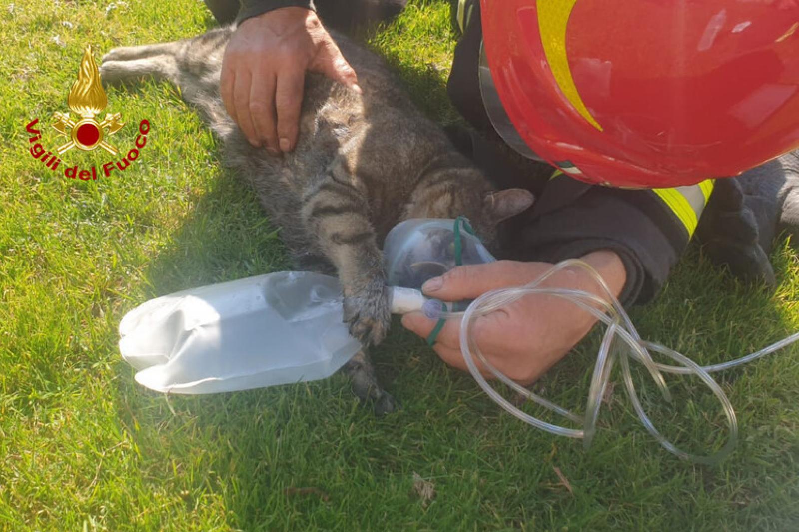 Paura e coraggio ad Abano Terme: anziana in terapia intensiva, gattino salvato dai pompieri