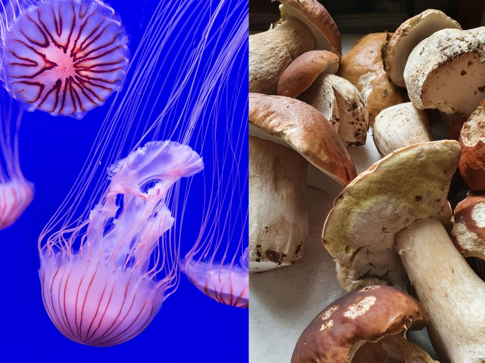 estate al limite: dai porcini contesi alle meduse che fermano il nucleare