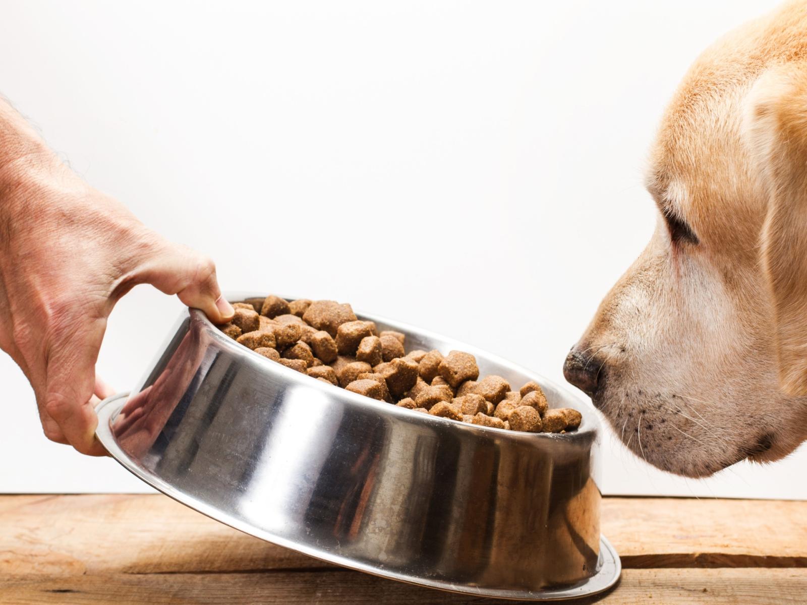 Oltre la ciotola: come il cibo modella la salute del cane