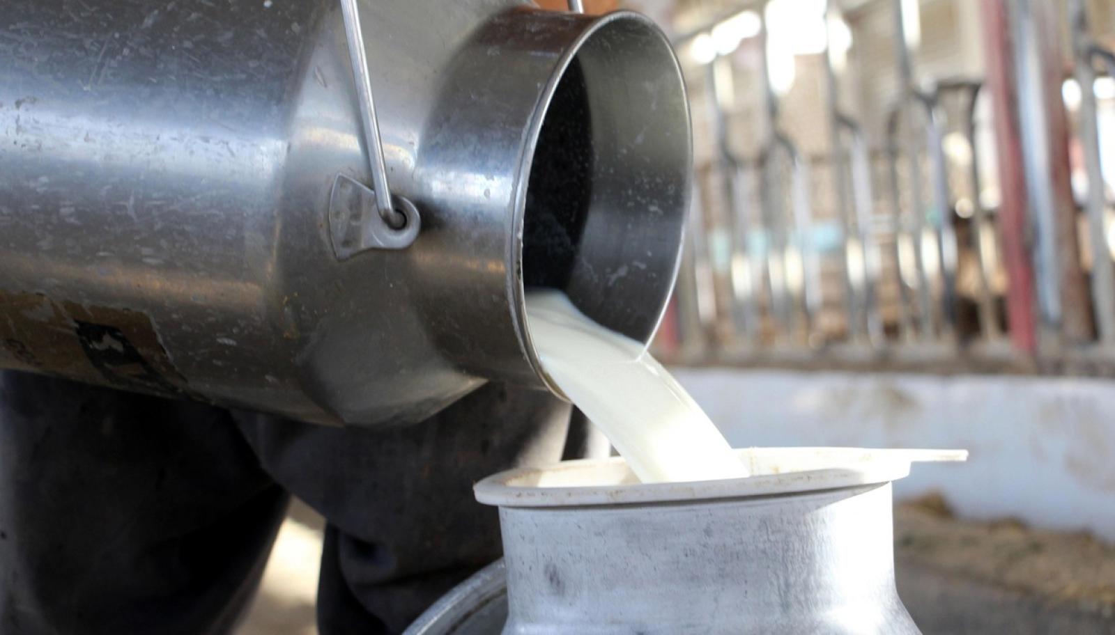 Mangia formaggio con latte crudo: grave un bimbo