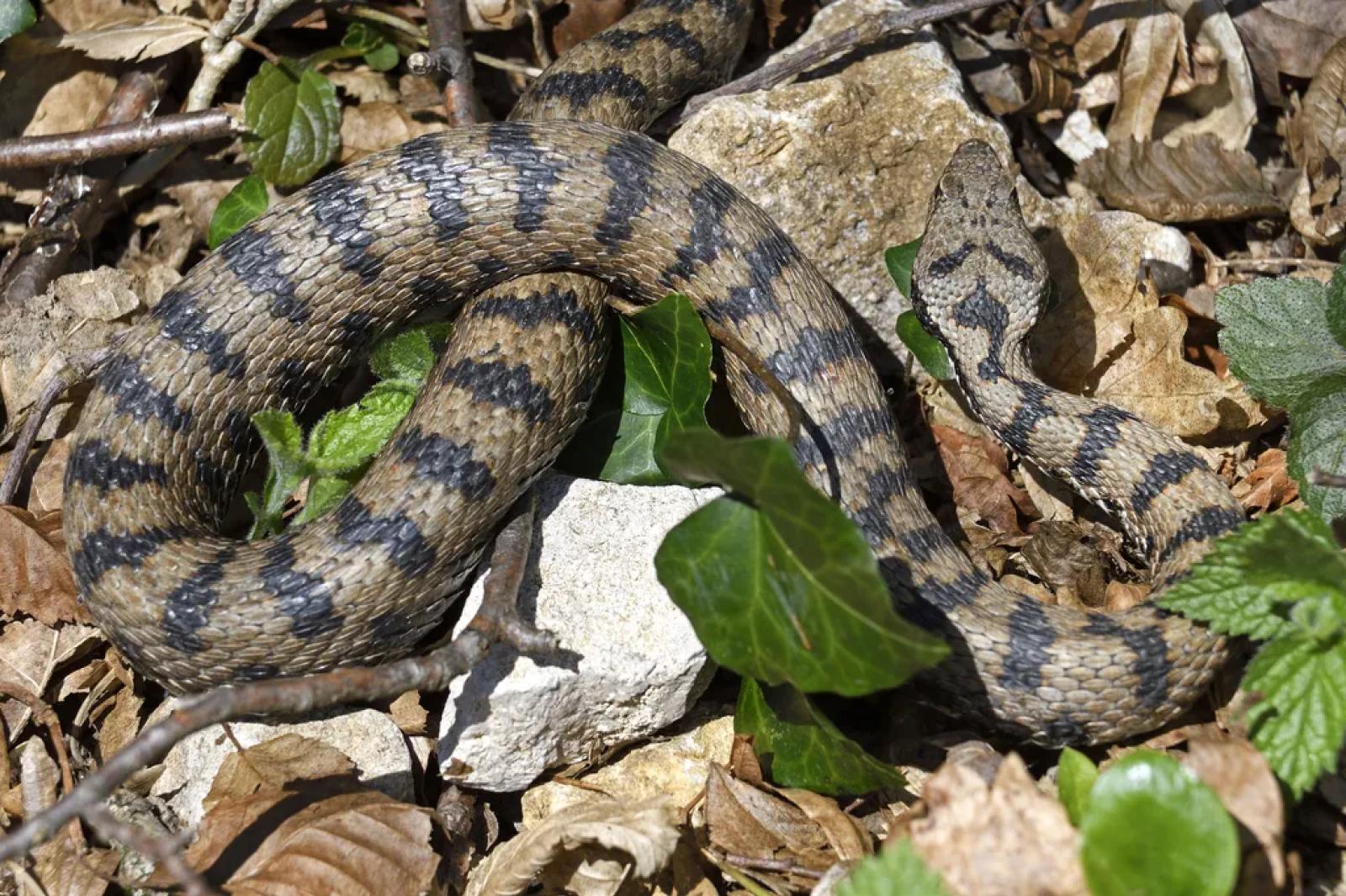 Vipera in spiaggia a Caorle, dodicenne salvo grazie a un medico in vacanza