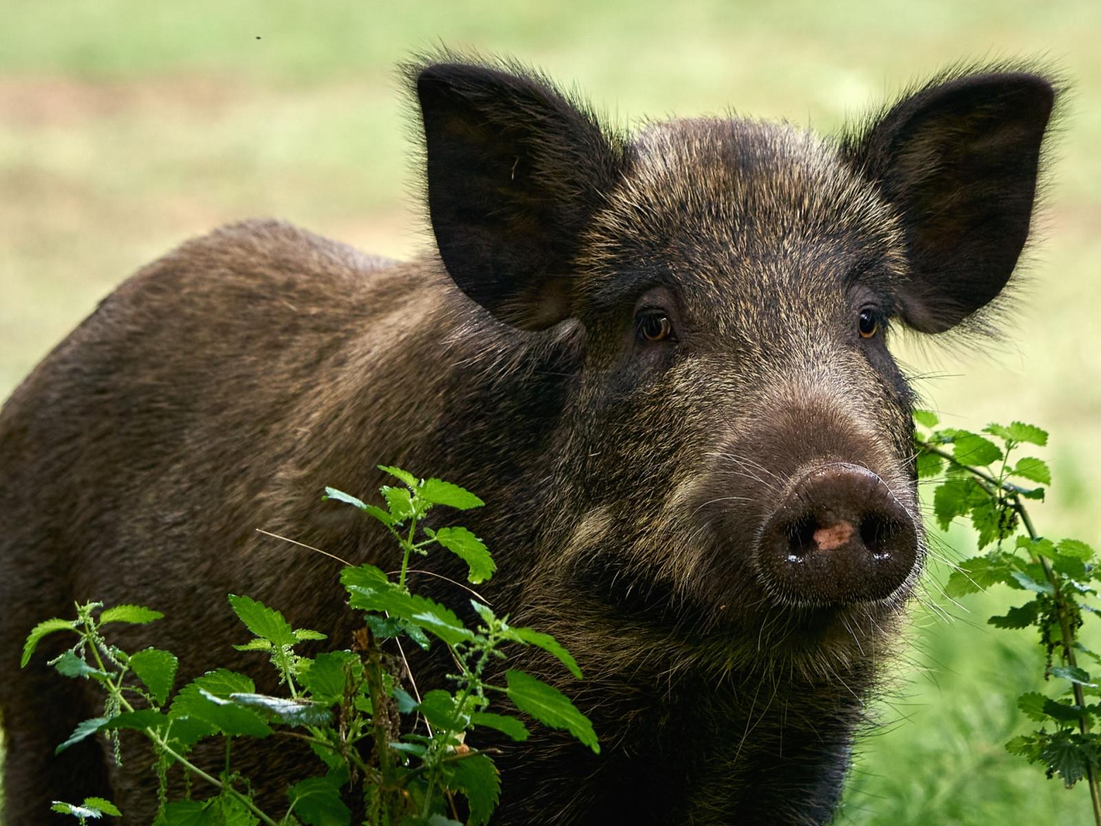 Cinghiali nei Colli Euganei, uva sotto assedio: senza correttivi la vendemmia rischia di diventare antieconomica