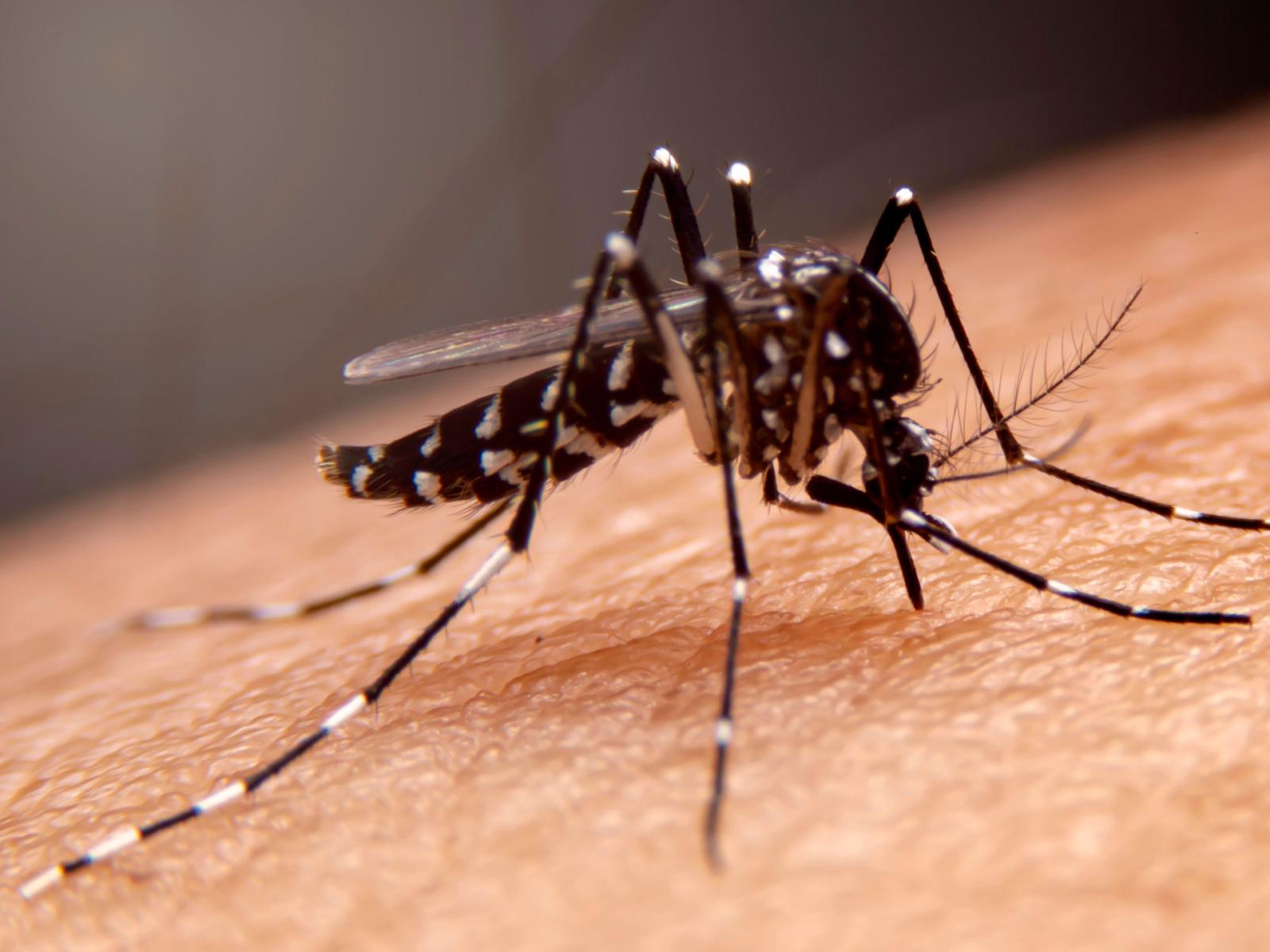 Chikungunya in Veneto, focolaio a Sant&rsquo;Ambrogio di Valpolicella: 10 casi e piano rafforzato