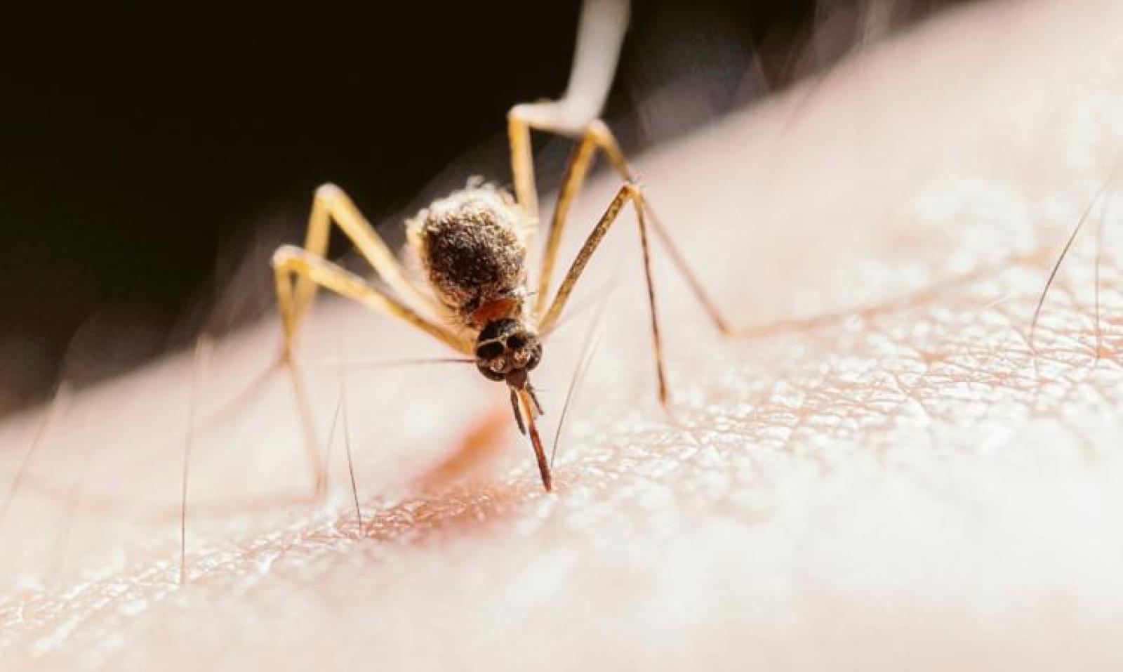 West Nile, morta anziana contagiata