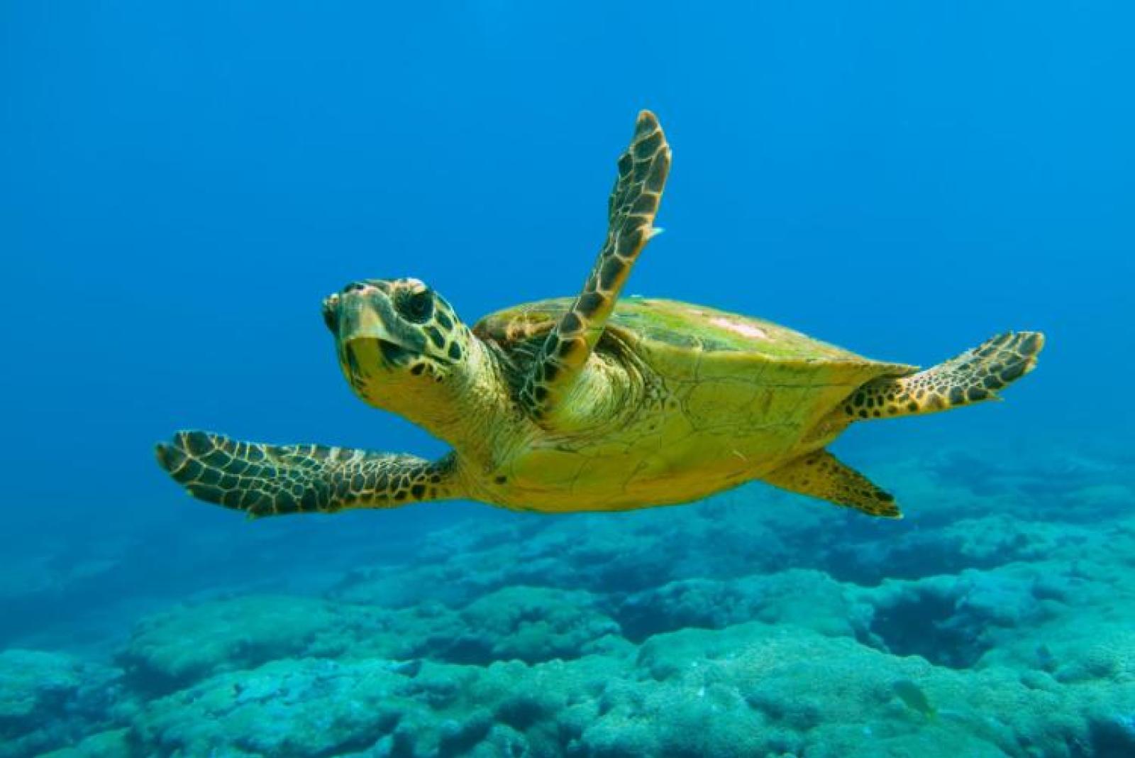 Due tartarughe caretta caretta tornano a casa: al Lido il rilascio di Elena e Serenity