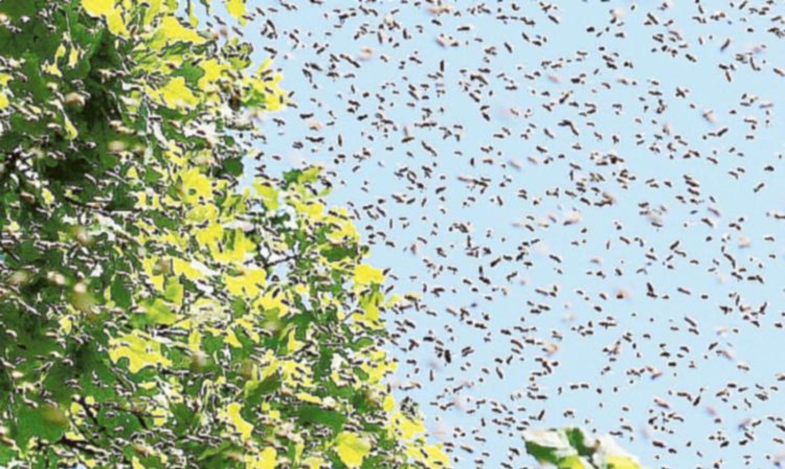 Disinfestazione contro le vespe