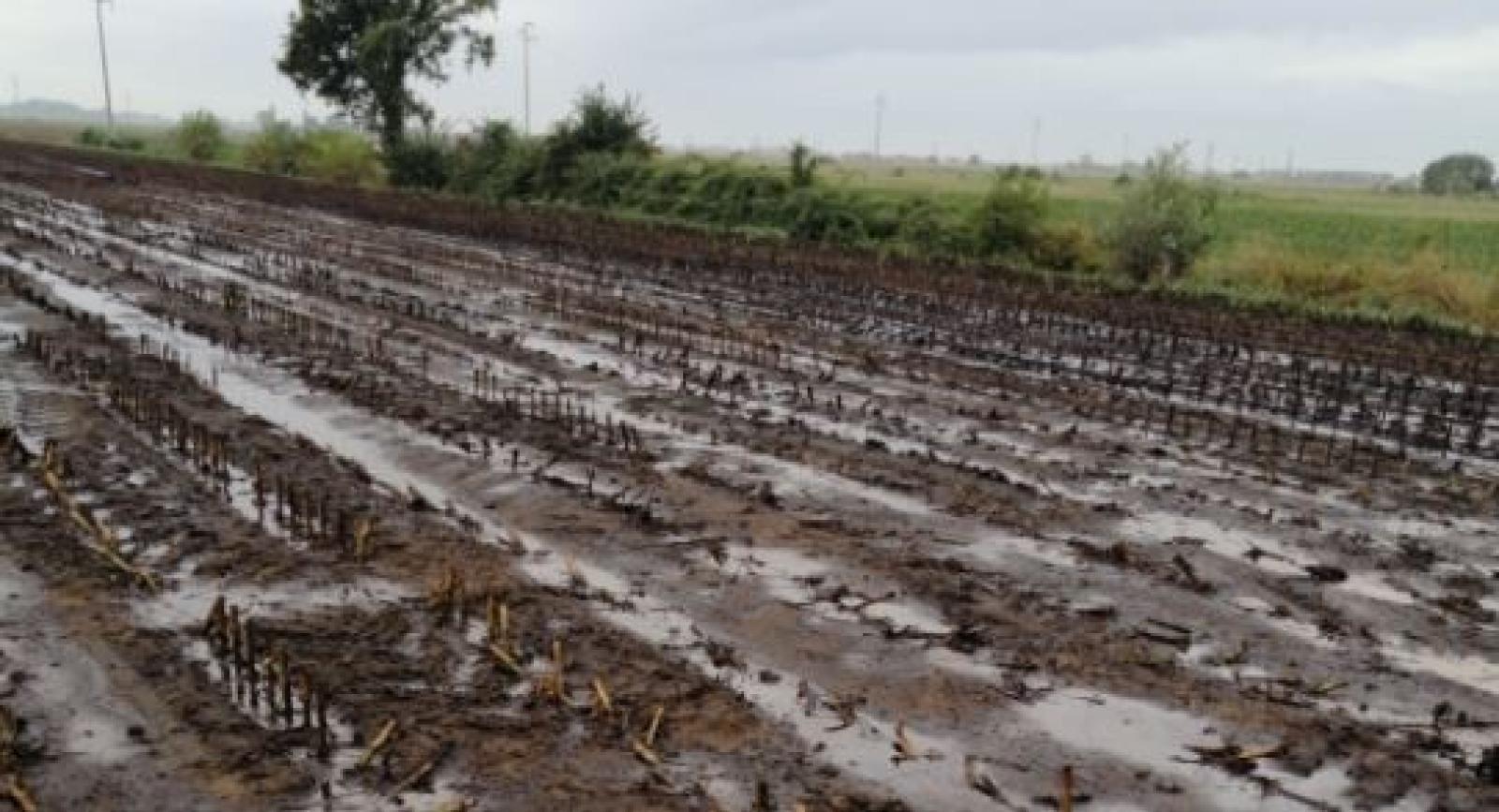 In via Chiaviche puzza e mosche:  i residenti insorgono 