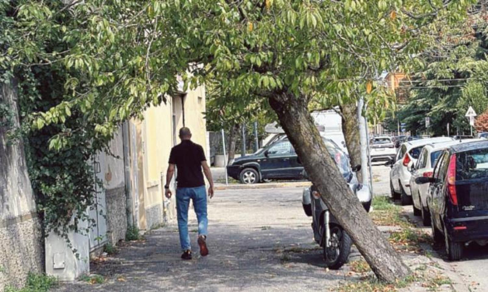 Gli alberi inclinati saranno abbattuti 
