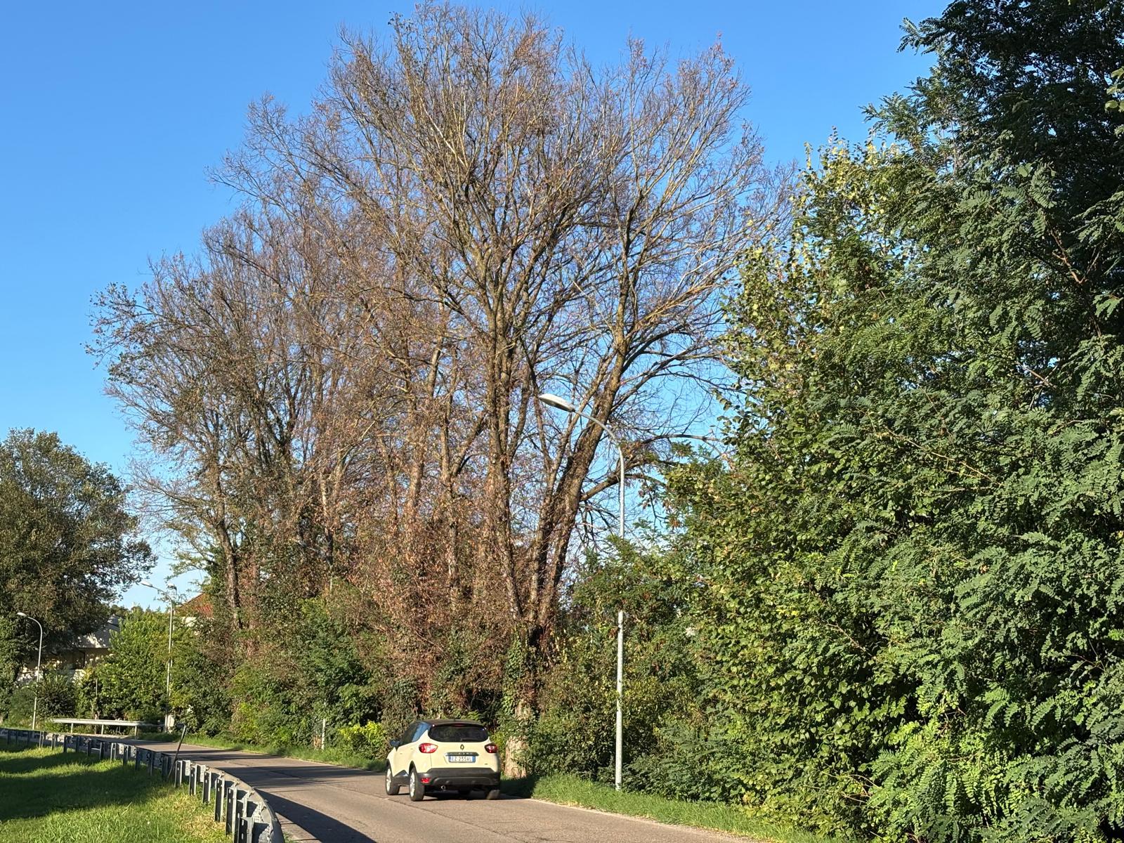 In via Gallani gli alberi moriranno