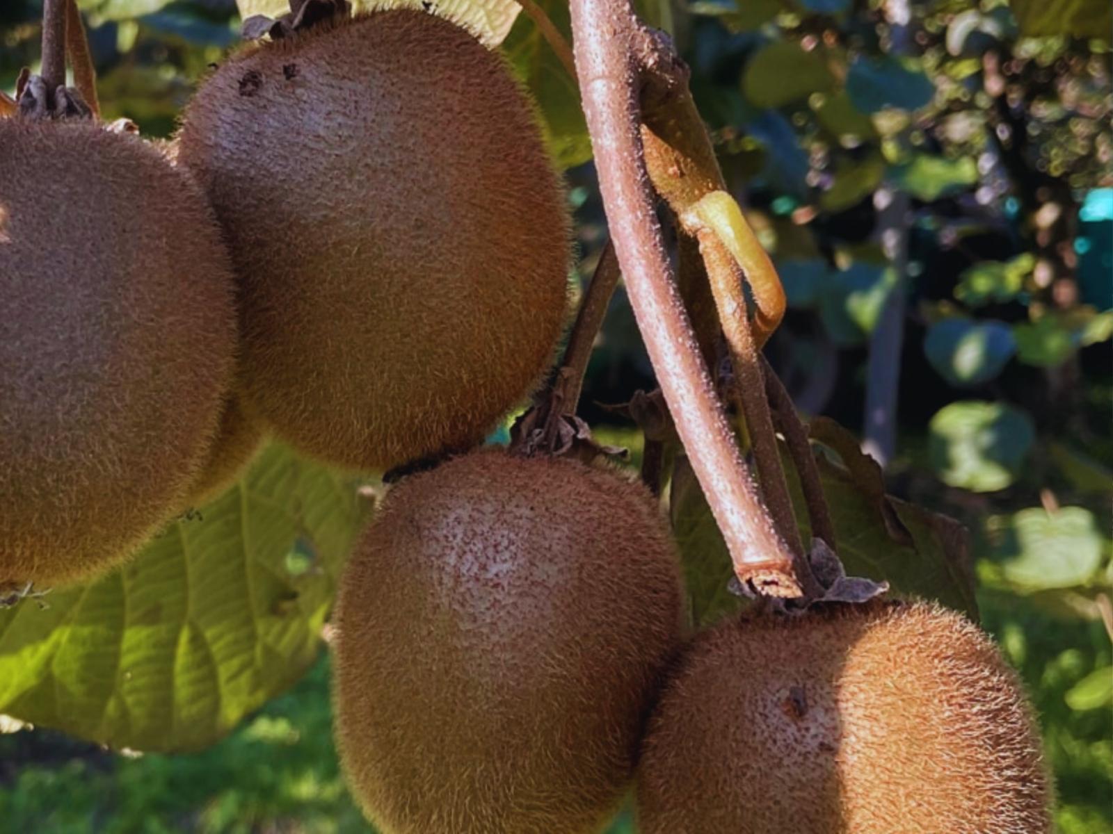 Salute? Il Kiwi &egrave; la soluzione