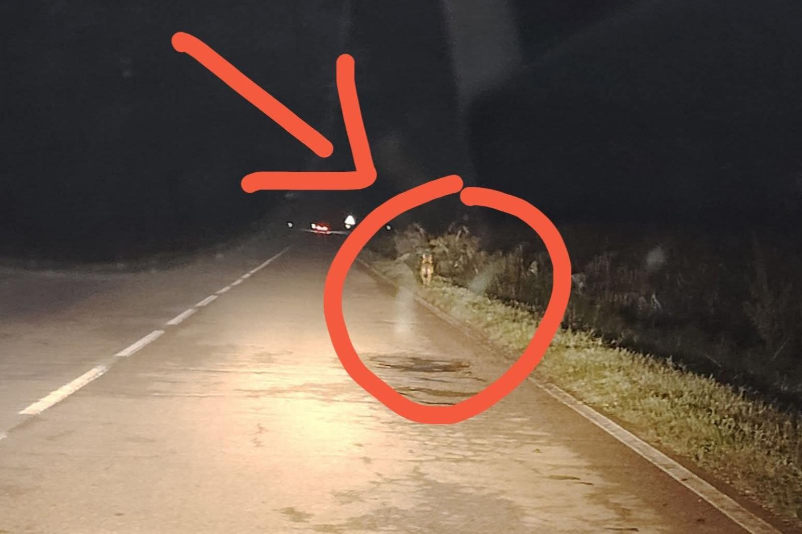 Nuovo avvistamento di lupi