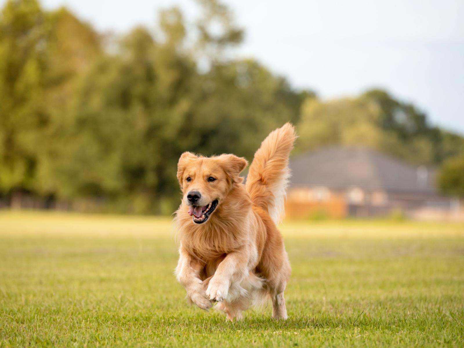 Animali domestici e condominio