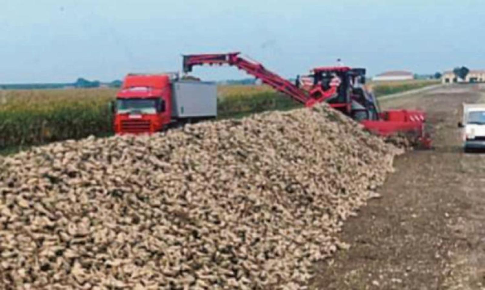&ldquo;Un&rsquo;annata con alcune luci e tante ombre per il settore bieticolo&rdquo;