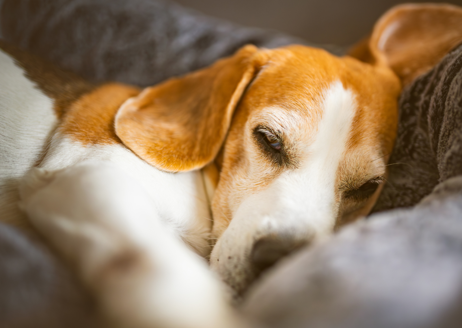 Tar ferma la sperimentazione sui beagles 