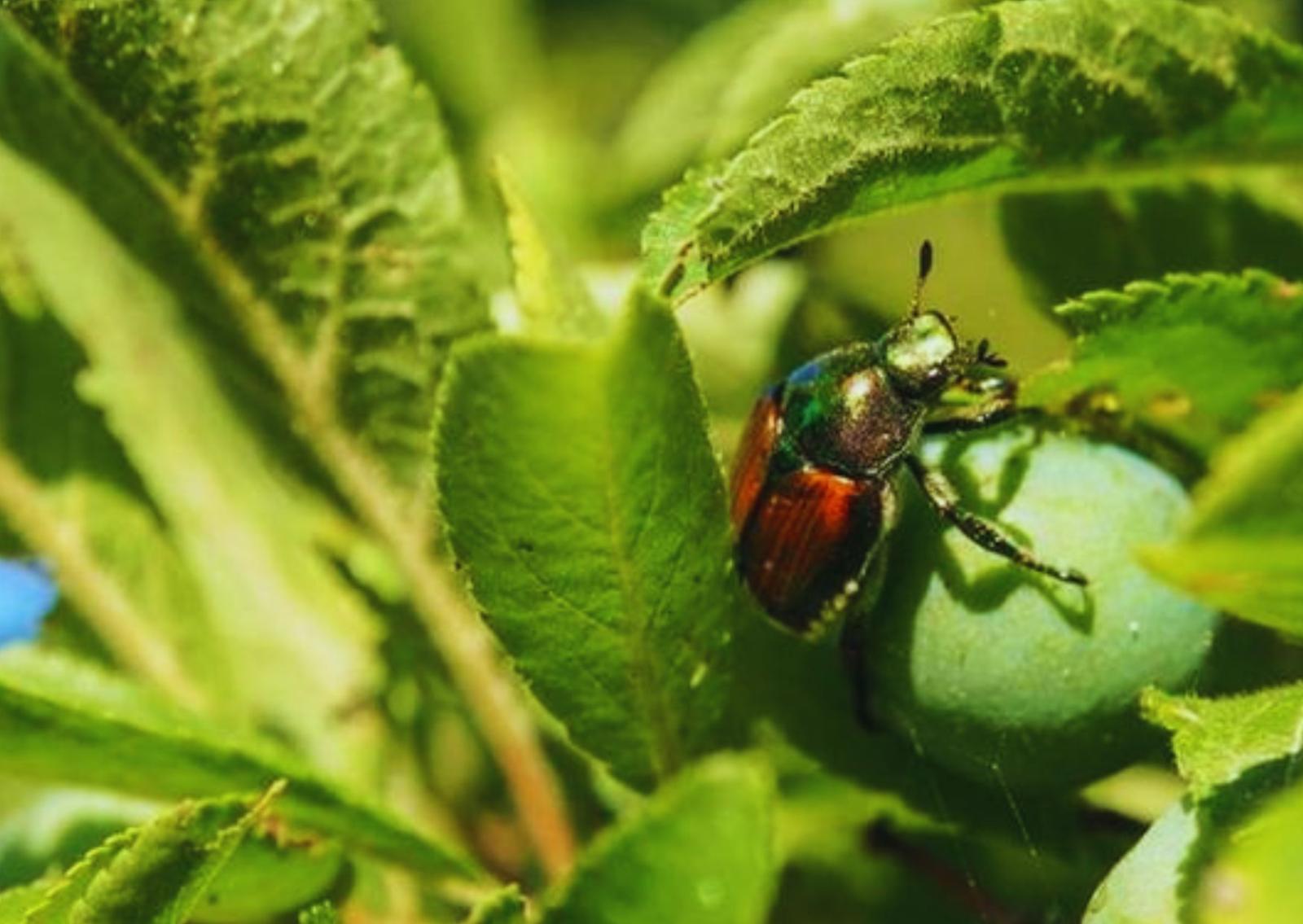 Arriva lo scarabeo giapponese