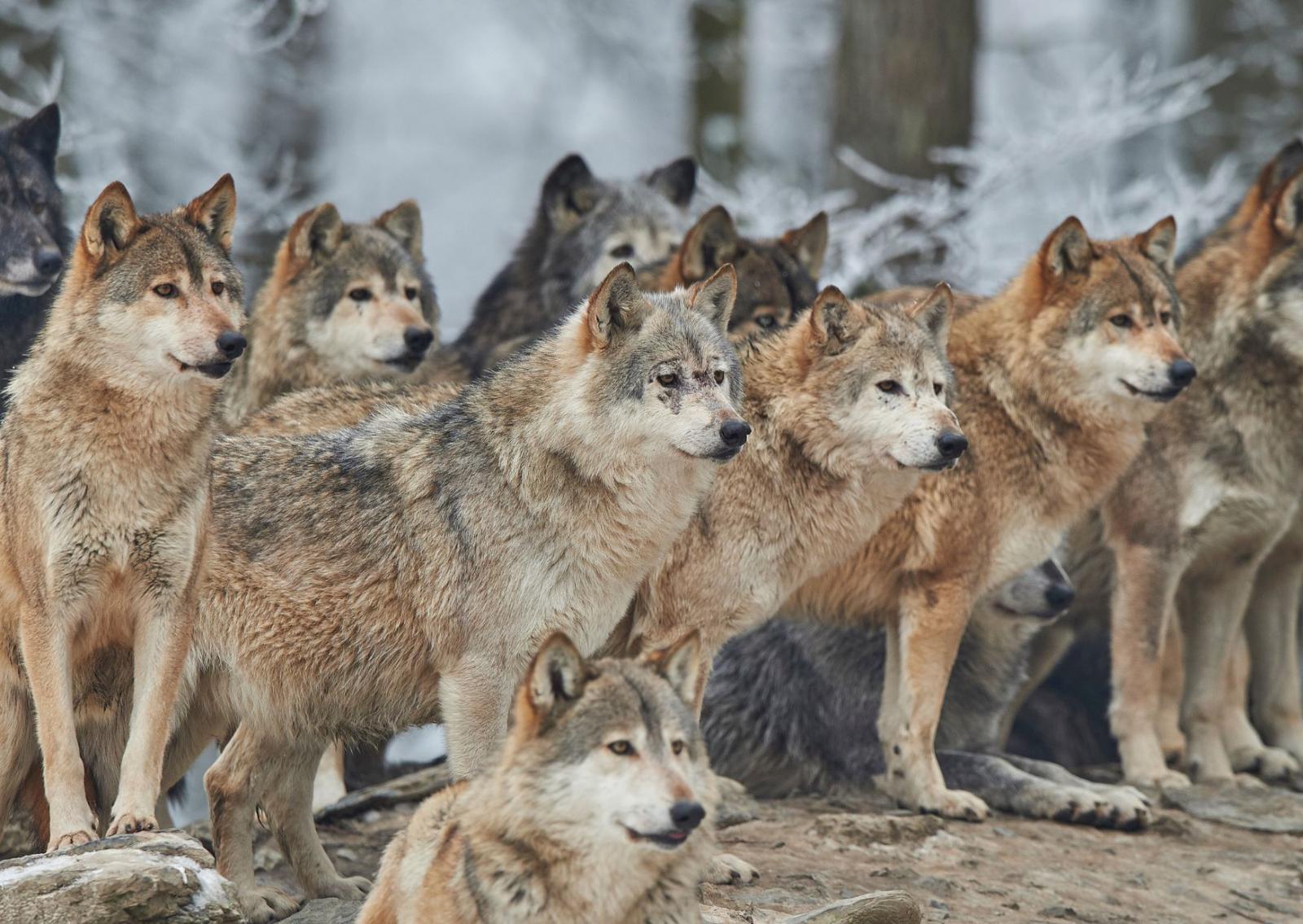 Bambina di 5anni aggredita da lupo
