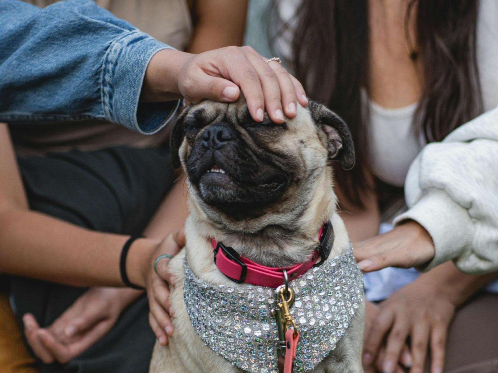 Cani ed estranei: farli socializzare