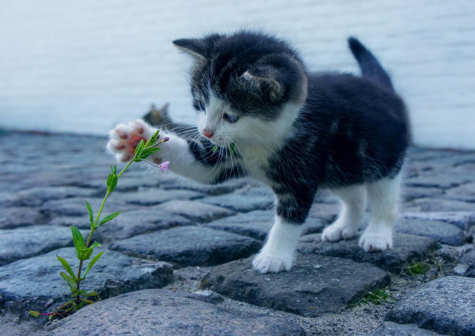 Abbandoni? Troppi gatti da gestire