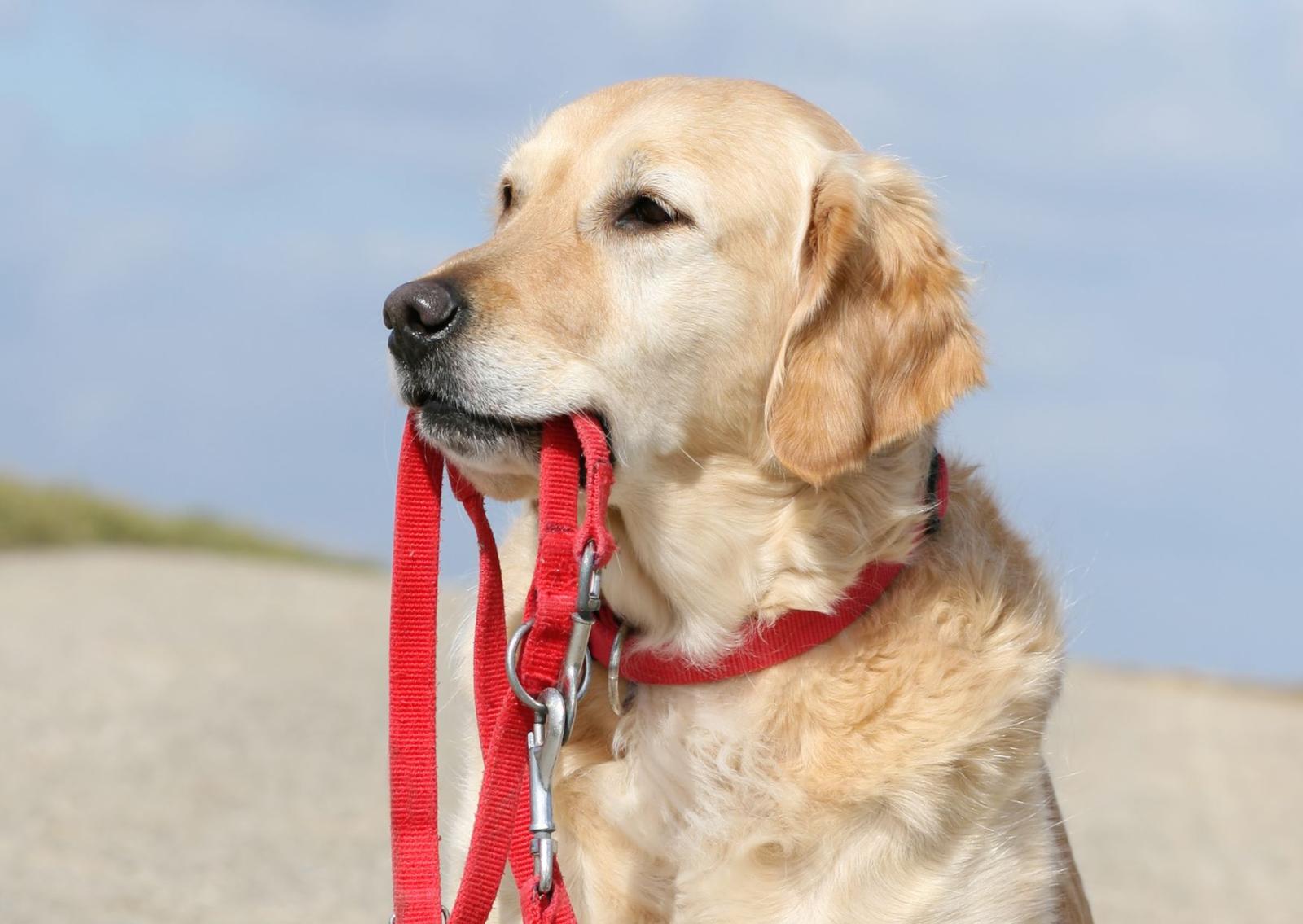 Guinzaglio e passeggiate? Tutti i consigli