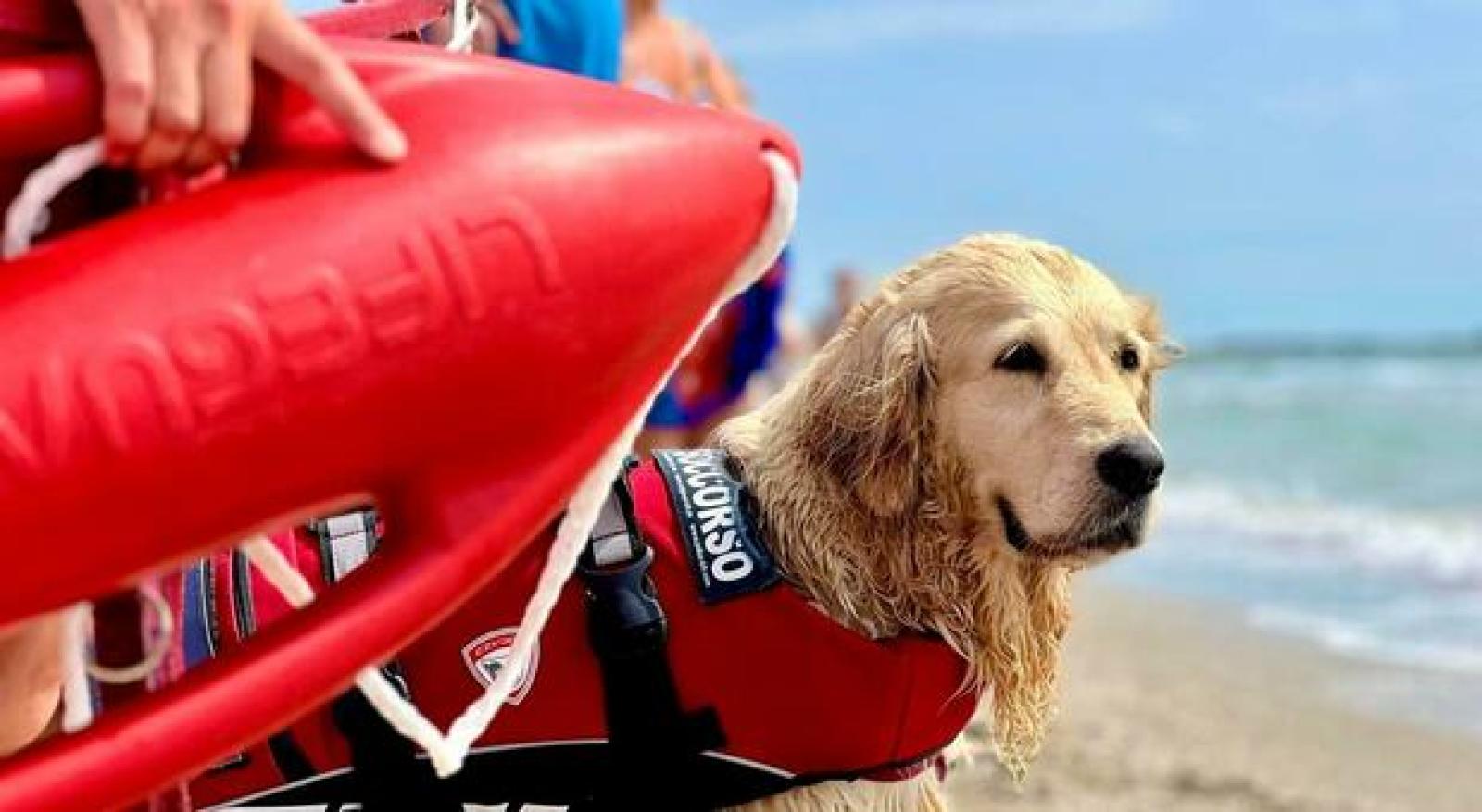 Bernice: ultimo salvataggio e pensione