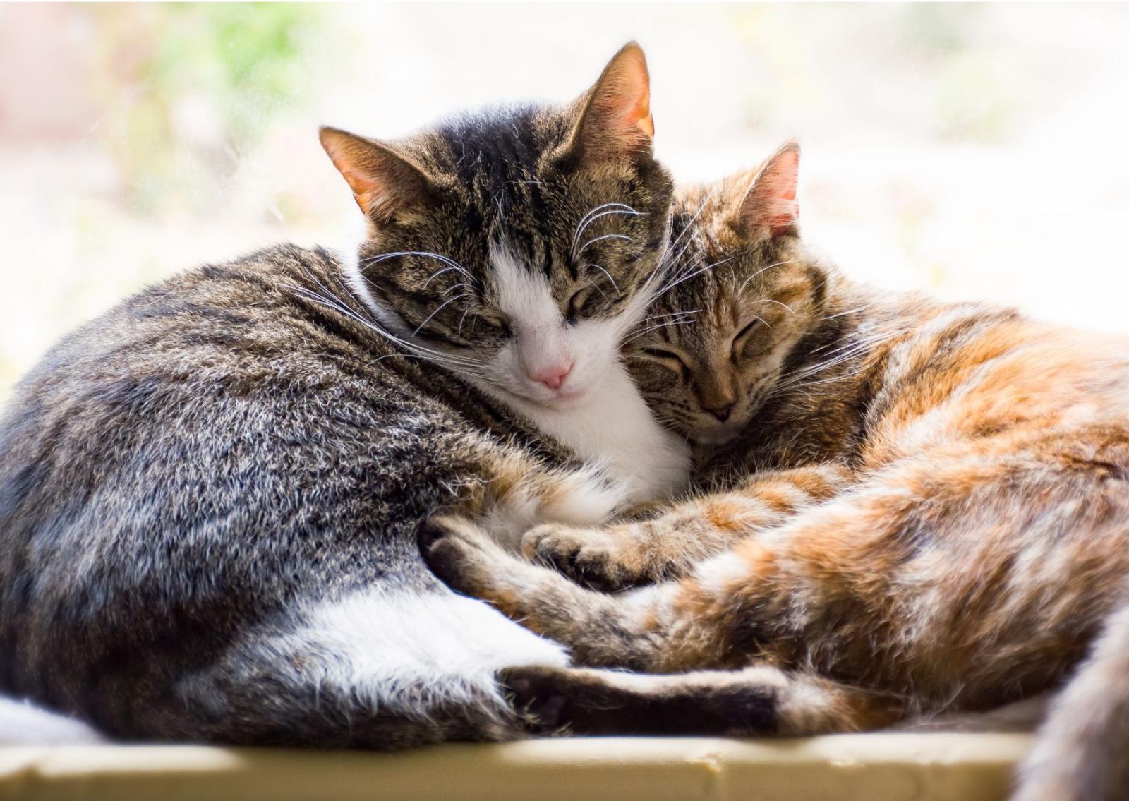 Perch&eacute; i gatti si arrampicano?