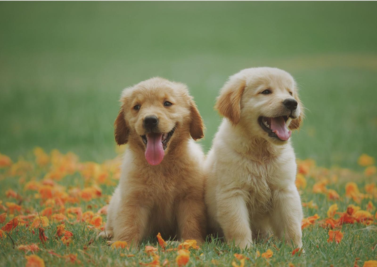 I segnali che lanciano