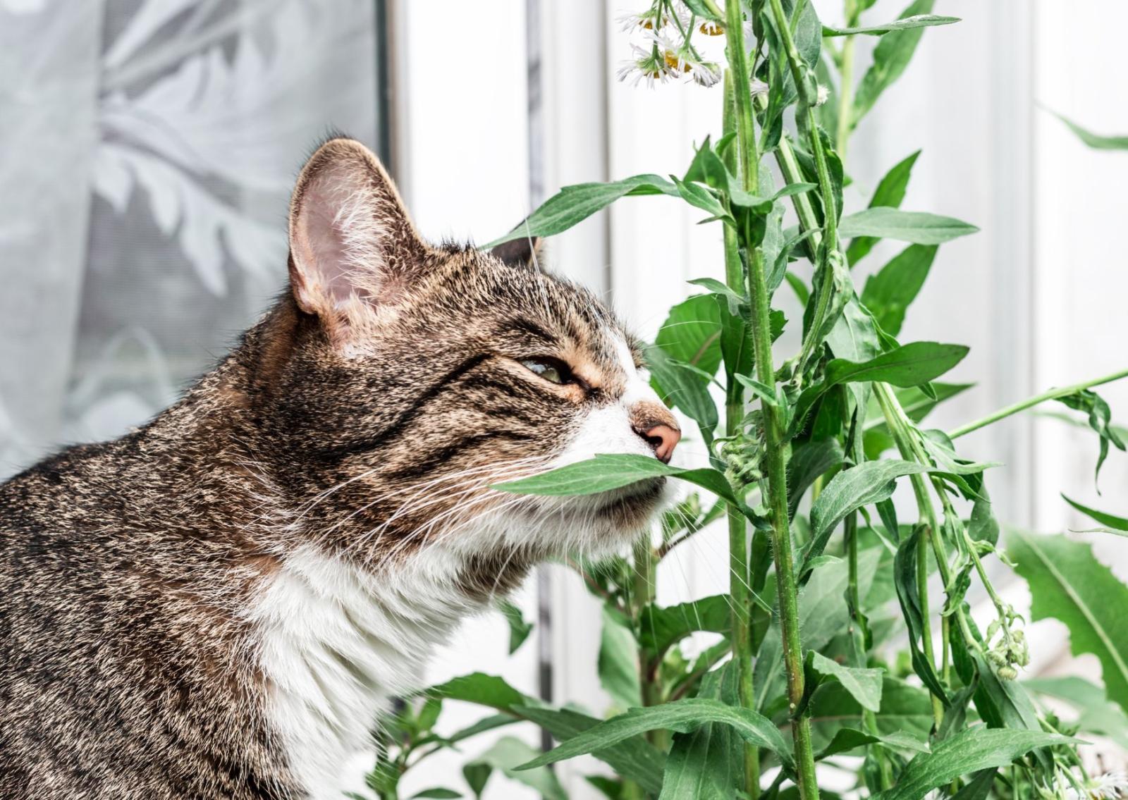 Verde pericoloso: minaccia per cani e gatti