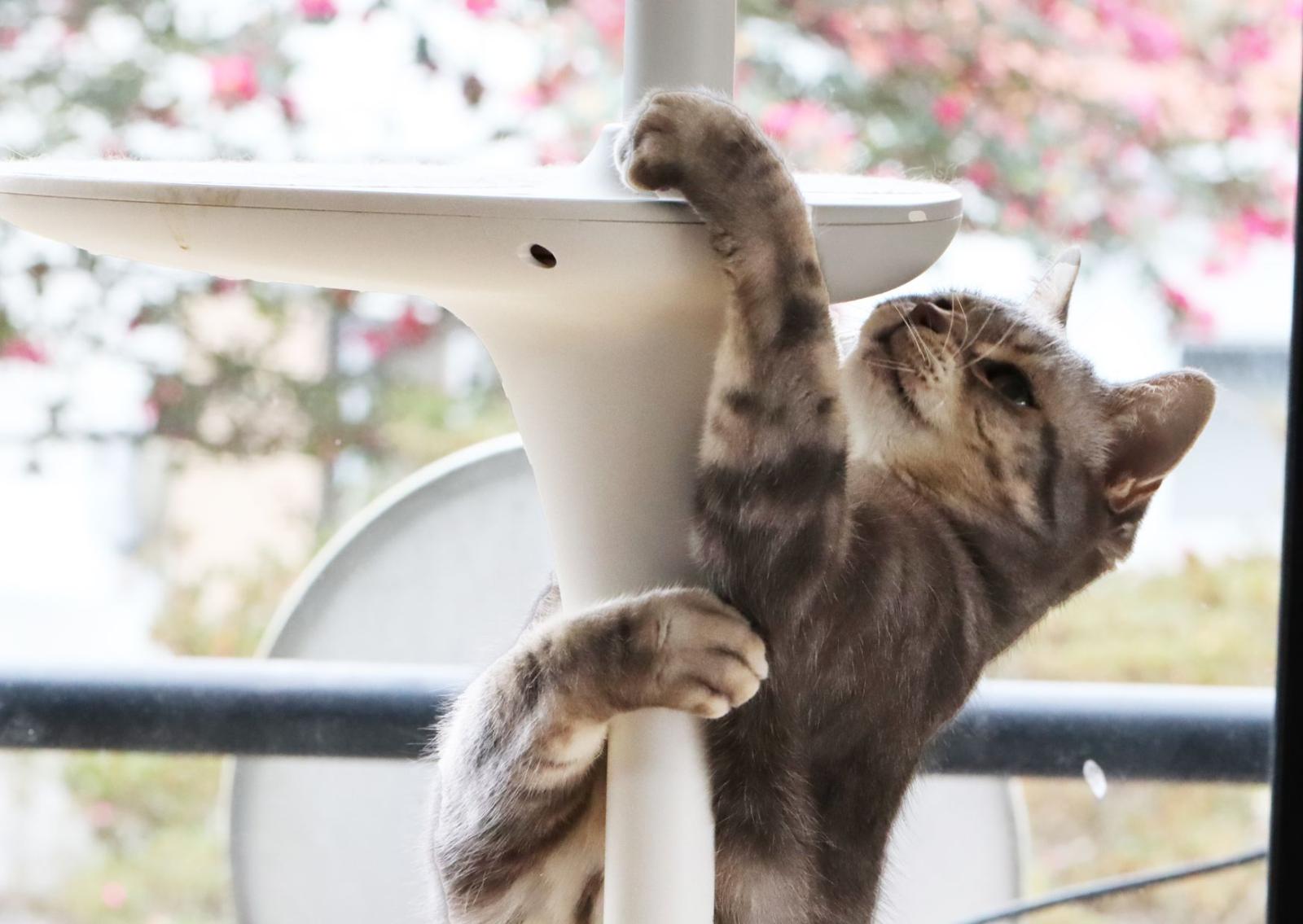 Gatti felici e menti attive