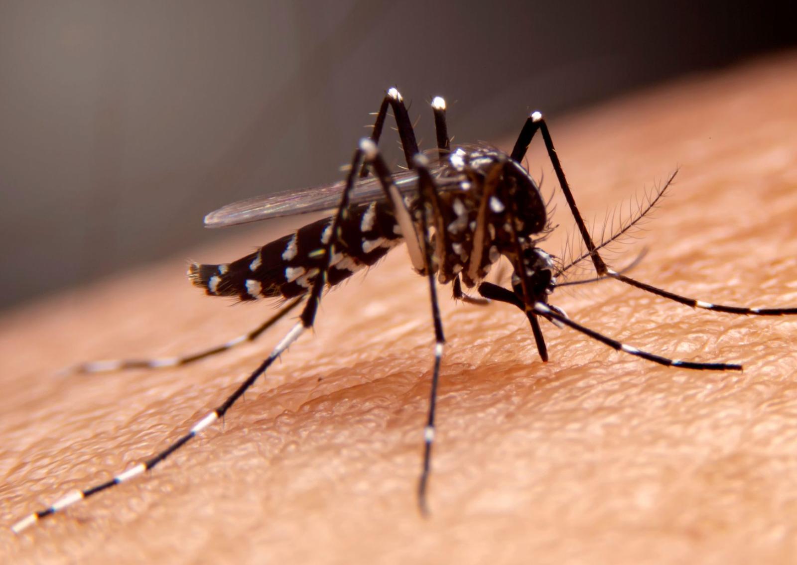 Il riscaldamento globale porta gli insetti fino alla &ldquo;terra del ghiaccio&rdquo;