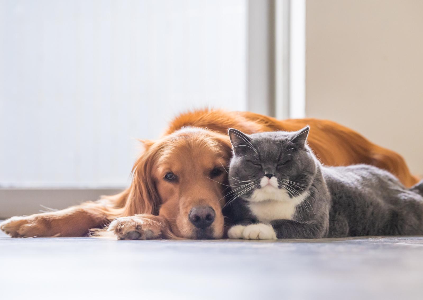 Viaggiare con cani e gatti