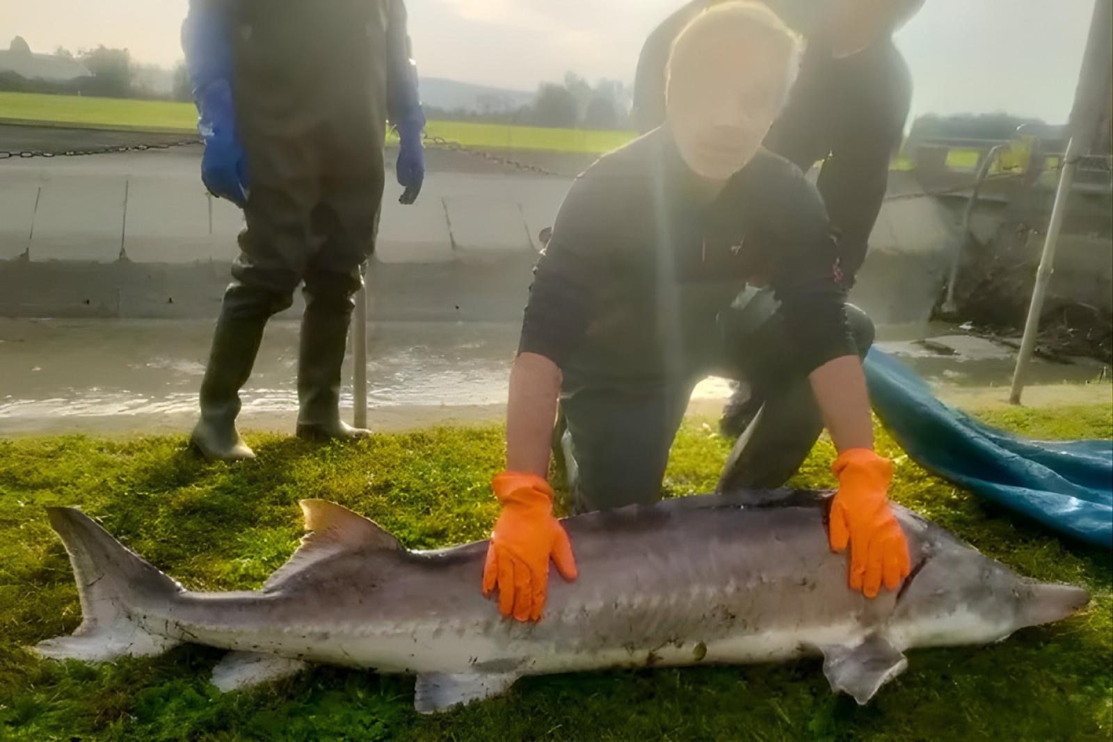 E' tornato lo storione beluga!