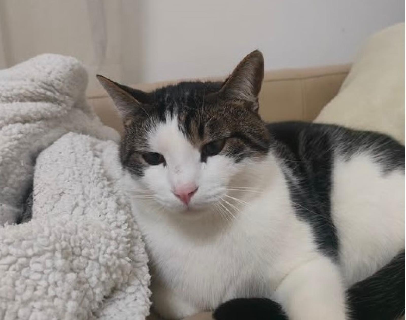 Ladri in casa, scappa il gatto