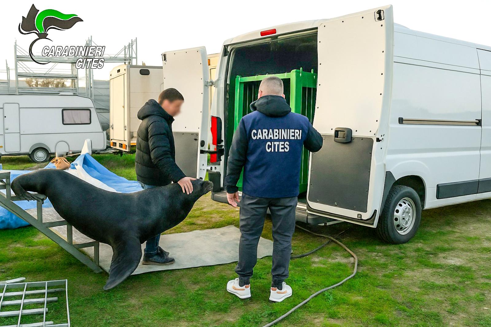 "Tenevano imprigionato un leone marino"