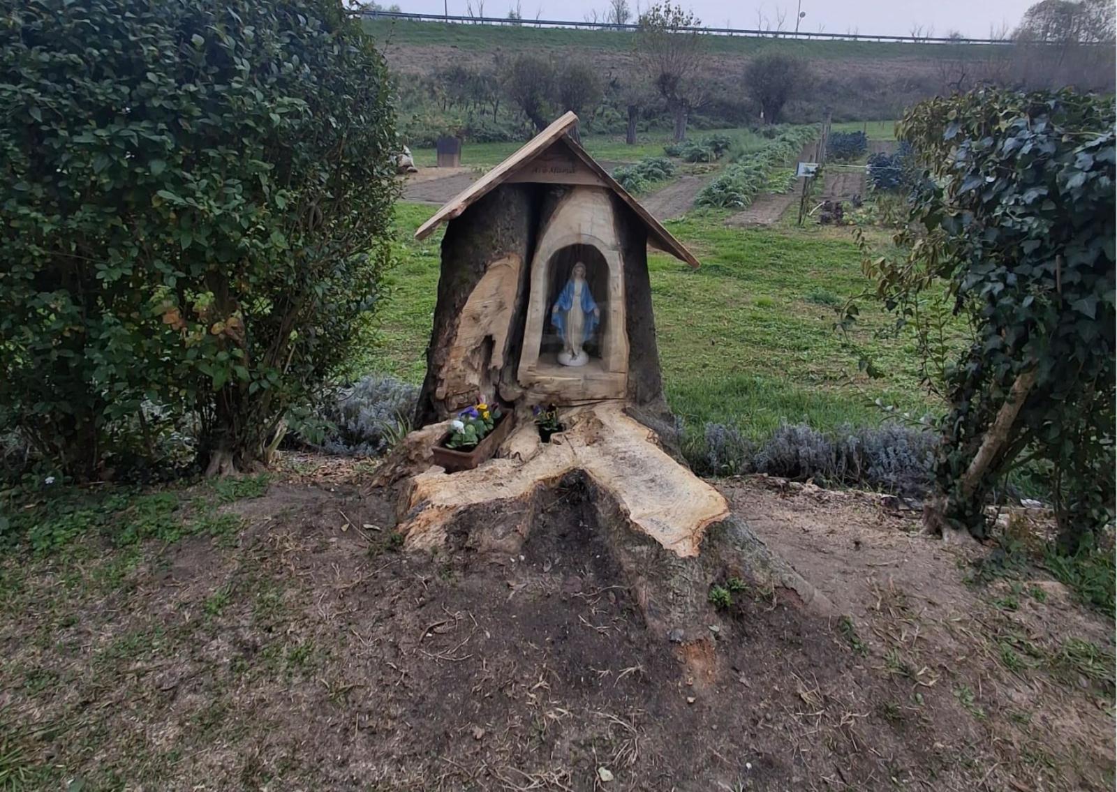 Nuova vita all'albero malato 
