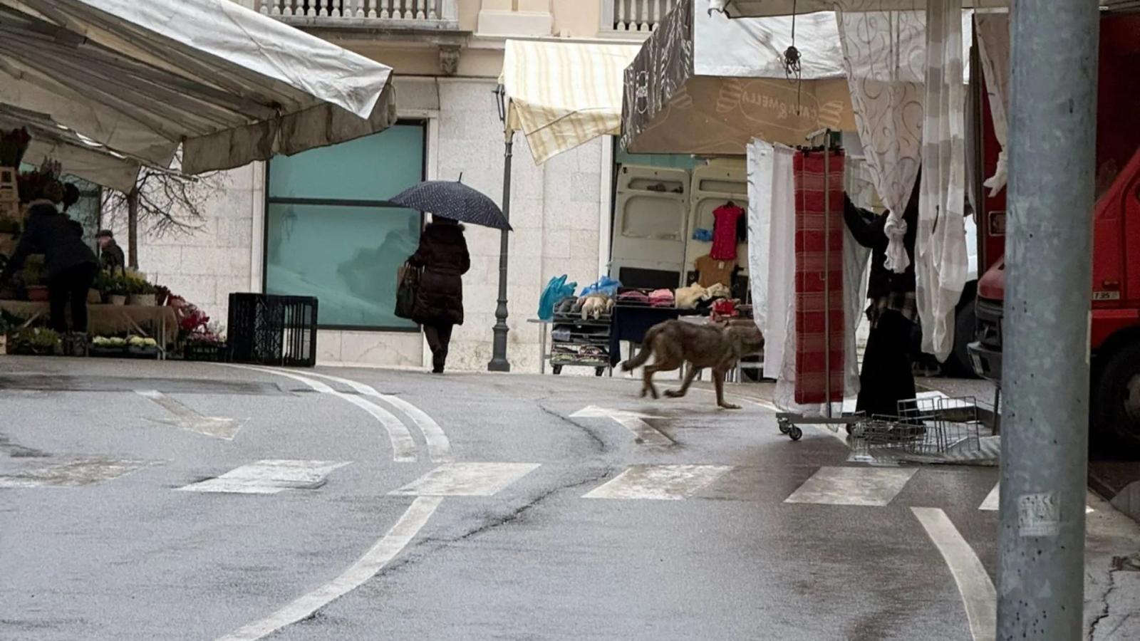 Incredibile: un lupo tra le bancarelle del mercato